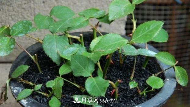 扦插月季花，幾月***合適？掌握幾個(gè)“關(guān)鍵點(diǎn)”，扦插都沒(méi)問(wèn)題(圖2)