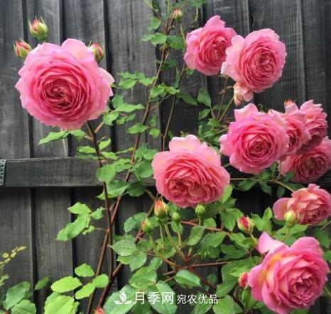 扦插月季花，幾月***合適？掌握幾個(gè)“關(guān)鍵點(diǎn)”，扦插都沒(méi)問(wèn)題(圖4)