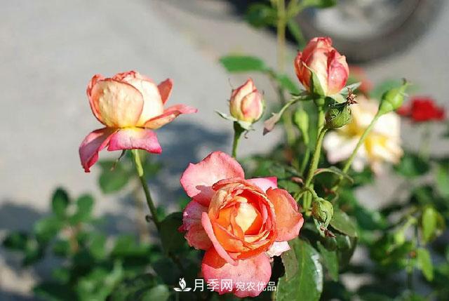 月季過(guò)冬做好這5點(diǎn)，來(lái)年春天長(cháng)得旺，開(kāi)花多到壓彎枝頭(圖1)