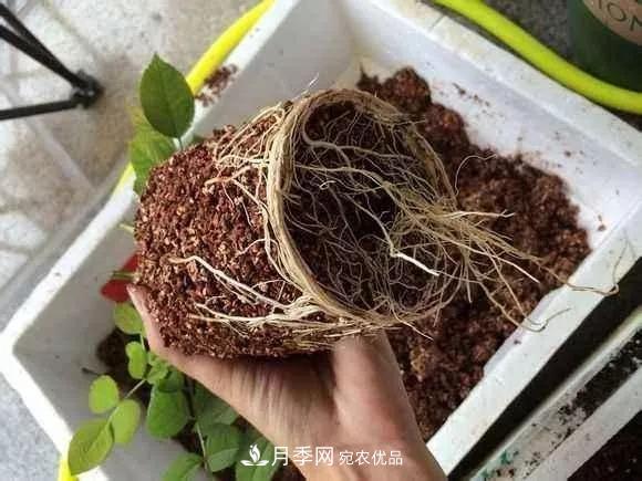 月季過(guò)冬做好這5點(diǎn)，來(lái)年春天長(cháng)得旺，開(kāi)花多到壓彎枝頭(圖3)