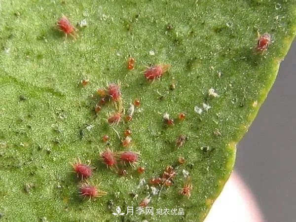 夏天月季花愛(ài)生蟲(chóng)？幾個(gè)小方法輕松應對六大蟲(chóng)害！(圖1)