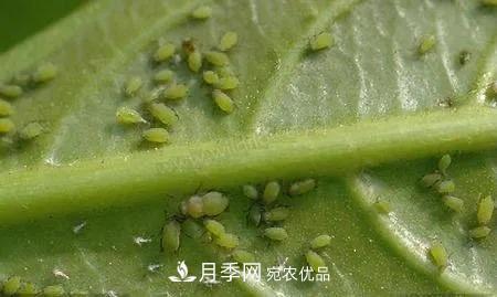夏天月季花愛(ài)生蟲(chóng)？幾個(gè)小方法輕松應對六大蟲(chóng)害！(圖2)