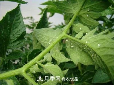 夏天月季花愛(ài)生蟲(chóng)？幾個(gè)小方法輕松應對六大蟲(chóng)害！(圖4)