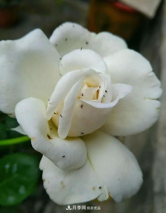夏天月季花愛(ài)生蟲(chóng)？幾個(gè)小方法輕松應對六大蟲(chóng)害！(圖3)
