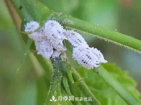 夏天月季花愛(ài)生蟲(chóng)？幾個(gè)小方法輕松應對六大蟲(chóng)害！(圖5)