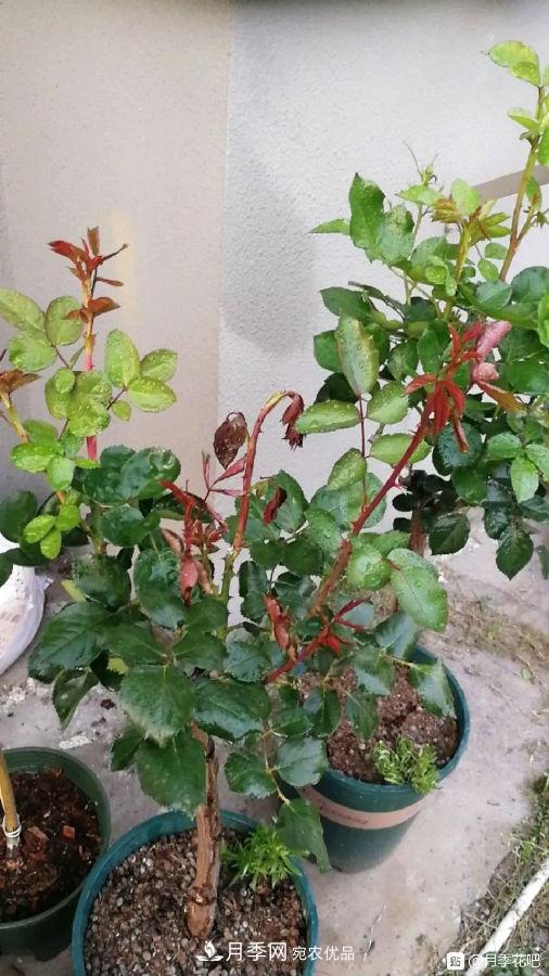 夏天月季花愛(ài)生蟲(chóng)？幾個(gè)小方法輕松應對六大蟲(chóng)害！(圖6)