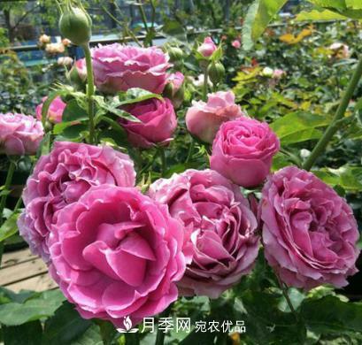 陽(yáng)臺養月季，問(wèn)題太多？教你幾招，植株健壯開(kāi)花旺！(圖2)