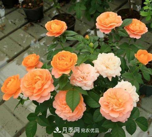 陽(yáng)臺養月季，問(wèn)題太多？教你幾招，植株健壯開(kāi)花旺！(圖1)
