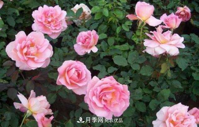 陽(yáng)臺養月季，問(wèn)題太多？教你幾招，植株健壯開(kāi)花旺！(圖4)