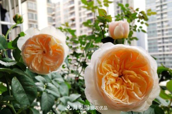 陽(yáng)臺養月季，問(wèn)題太多？教你幾招，植株健壯開(kāi)花旺！(圖5)