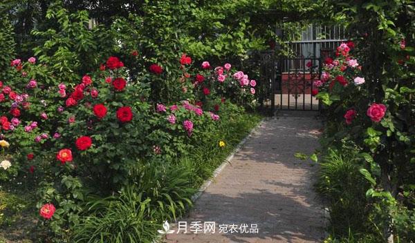 月季花有哪些品種？藤本大花月季品種介紹大全(圖3)