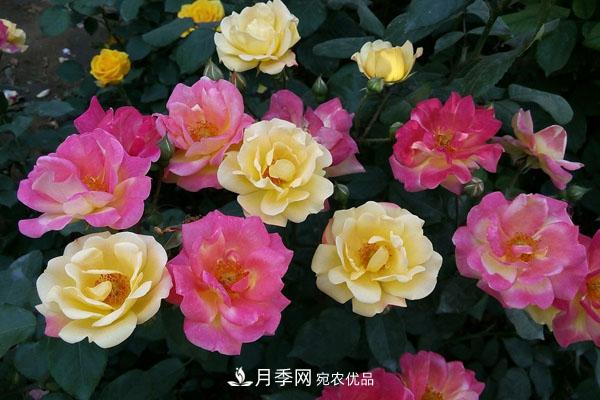 月季花有哪些品種？藤本大花月季品種介紹大全(圖2)