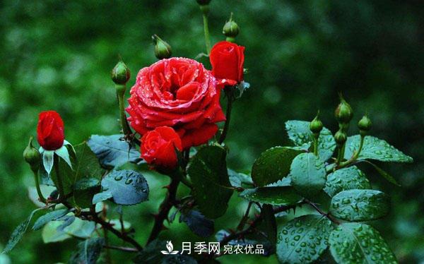 月季花有哪些品種？藤本大花月季品種介紹大全(圖1)