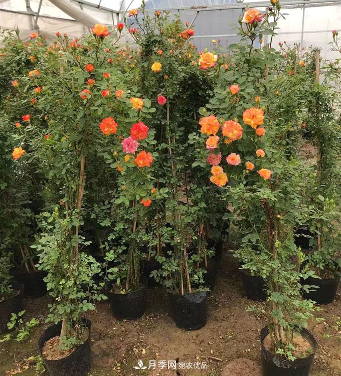 基地直供造型月季花瓶、月季花球、月季花柱批發(fā)價(jià)格(圖4)
