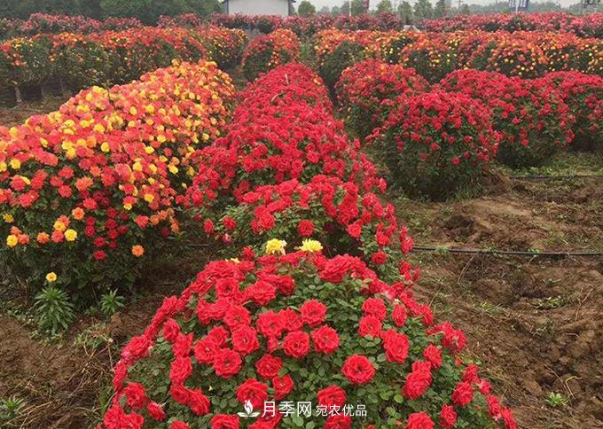 基地直供造型月季花瓶、月季花球、月季花柱批發(fā)價(jià)格(圖3)
