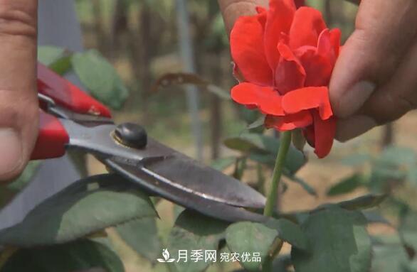 樹(shù)狀月季門(mén)道多，南陽(yáng)樹(shù)狀月季怎樣種植？月季冠幅小、偏冠是啥原因？(圖4)