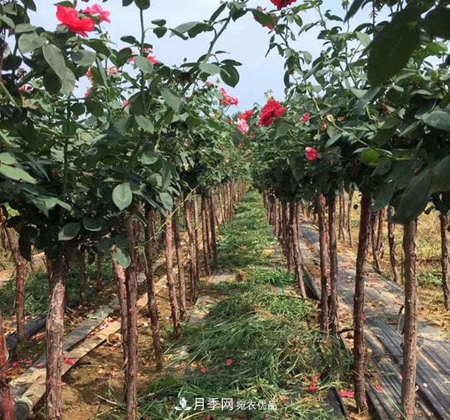 南陽(yáng)市內鄉縣月季產(chǎn)業(yè)助力脫貧增收(圖2)