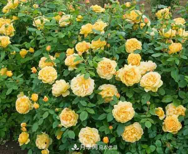 月季小白養花寶典！7條干貨知識，讓你家月季越養越驚艷(圖2)