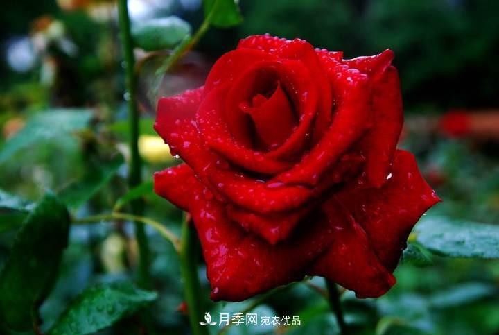 月季花這樣管理，一年開(kāi)兩次花(圖1)