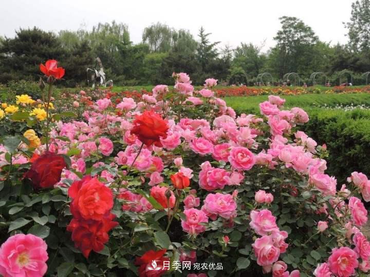 月季花這樣管理，一年開(kāi)兩次花(圖2)