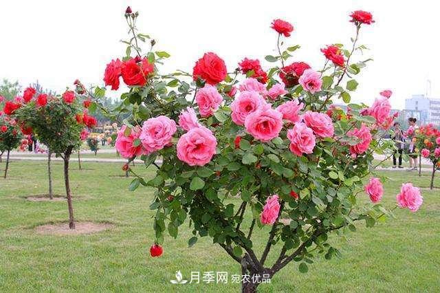 月季花這樣管理，一年開(kāi)兩次花(圖3)