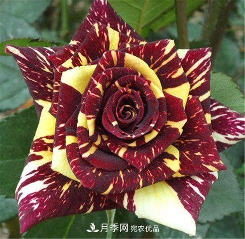 全球10大“名貴”月季花，養過(guò)其中5盆，就算“月季發(fā)燒友”(圖2)