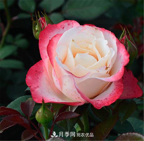 全球10大“名貴”月季花，養過(guò)其中5盆，就算“月季發(fā)燒友”(圖1)