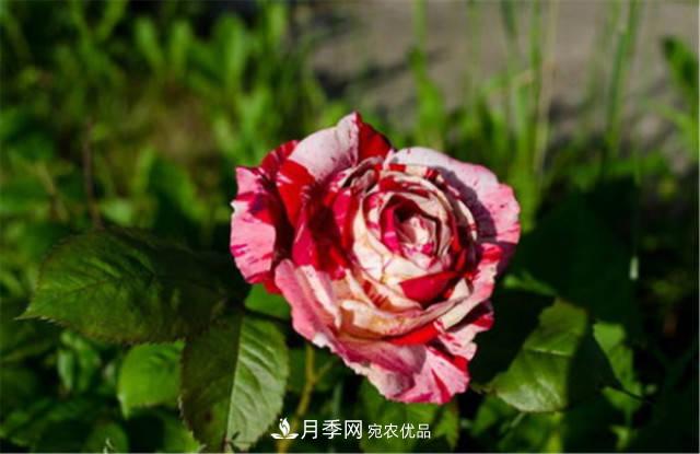 全球10大“名貴”月季花，養過(guò)其中5盆，就算“月季發(fā)燒友”(圖5)