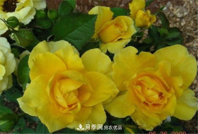 全球10大“名貴”月季花，養過(guò)其中5盆，就算“月季發(fā)燒友”(圖7)