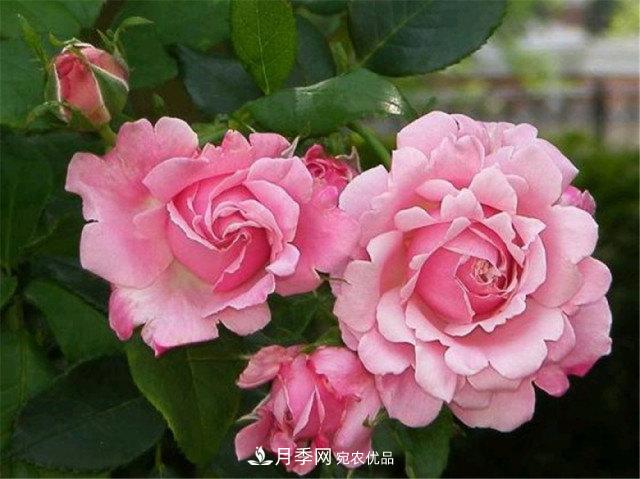 全球10大“名貴”月季花，養過(guò)其中5盆，就算“月季發(fā)燒友”(圖8)
