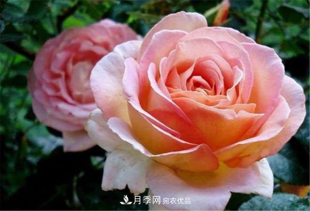 全球10大“名貴”月季花，養過(guò)其中5盆，就算“月季發(fā)燒友”(圖11)