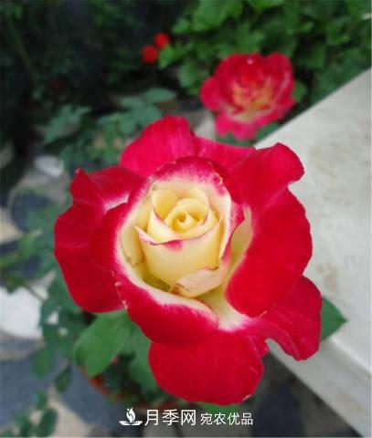 全球10大“名貴”月季花，養過(guò)其中5盆，就算“月季發(fā)燒友”(圖12)
