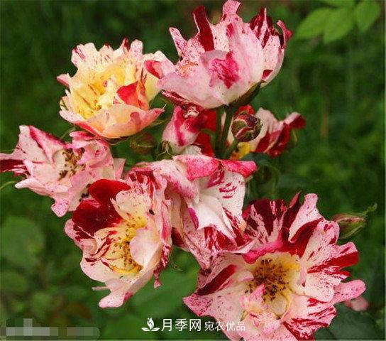 全球10大“名貴”月季花，養過(guò)其中5盆，就算“月季發(fā)燒友”(圖10)