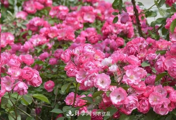 廣東種月季，首選這15種，一年花開(kāi)10個(gè)月！(圖4)