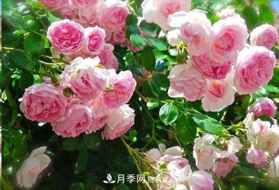 廣東種月季，首選這15種，一年花開(kāi)10個(gè)月！(圖6)