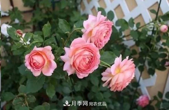 廣東種月季，首選這15種，一年花開(kāi)10個(gè)月！(圖9)