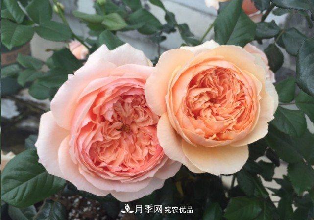 廣東種月季，首選這15種，一年花開(kāi)10個(gè)月！(圖12)