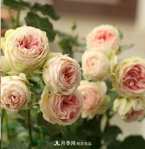廣東種月季，首選這15種，一年花開(kāi)10個(gè)月！(圖14)