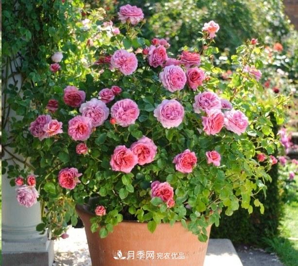 廣東種月季，首選這15種，一年花開(kāi)10個(gè)月！(圖16)