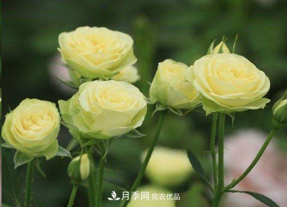 廣東種月季，首選這15種，一年花開(kāi)10個(gè)月！(圖17)