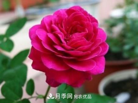 3種“***香月季花”，個(gè)個(gè)香氣四溢、驚艷四座，年年開(kāi)花(圖3)