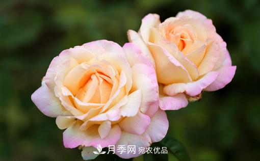 月季如何繁殖？休眠期的花卉怎么保護？(圖1)