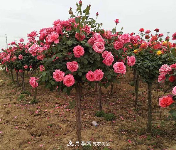 月季扦插后所需的溫度濕度，你不能不知道(圖1)