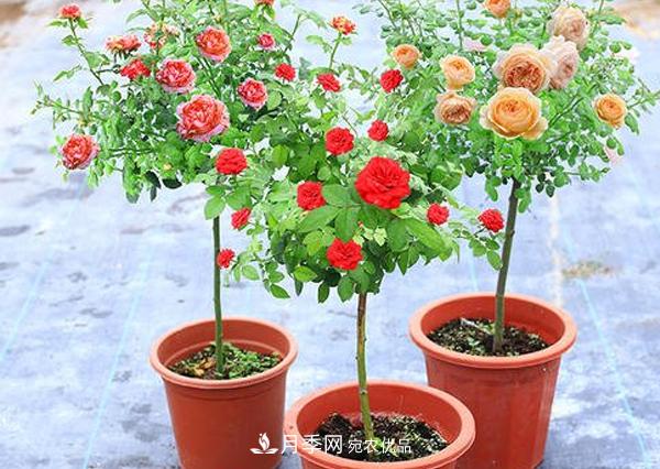 怎樣預防你南陽(yáng)棒棒糖樹(shù)狀月季黑斑病病害？(圖1)