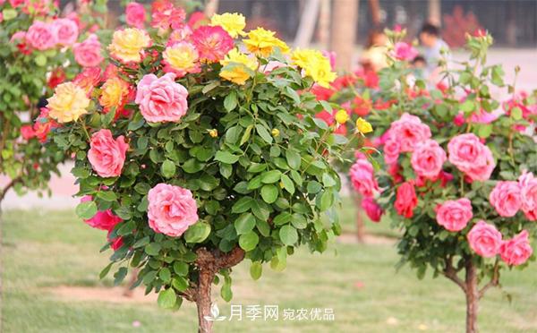 分享六點(diǎn)，湖北月季樹(shù)養護不再是難題(圖1)