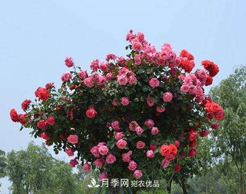 送給新手的月季樹(shù)種植方法，希望可以幫到植物“殺手”的你(圖1)
