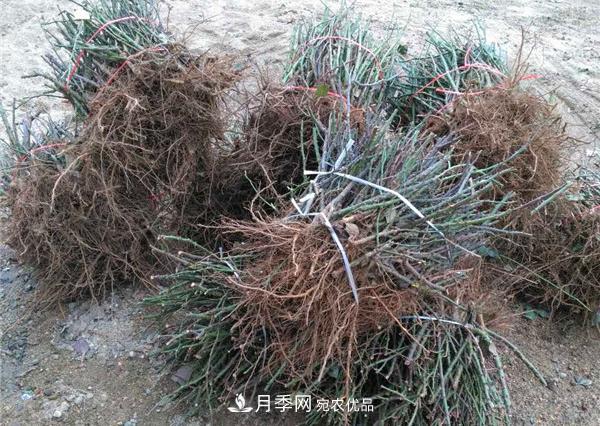 南陽(yáng)月季裸根苗批發(fā)，品種齊全(圖2)