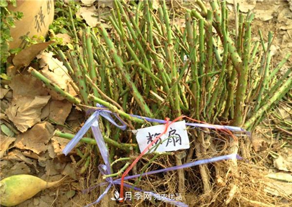 南陽(yáng)月季裸根苗批發(fā)，品種齊全(圖1)