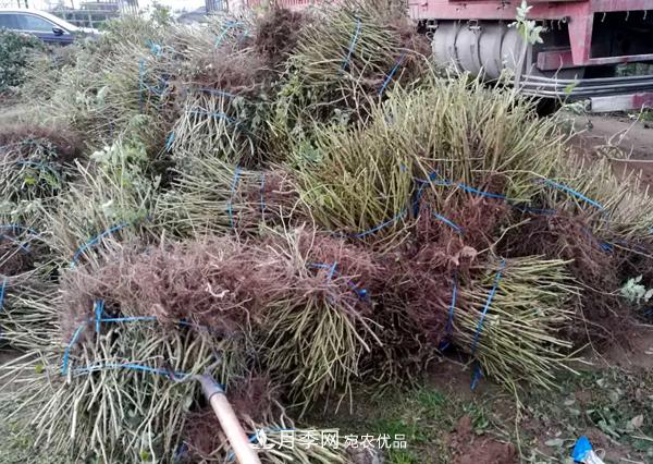 南陽(yáng)月季裸根苗批發(fā)，品種齊全(圖4)