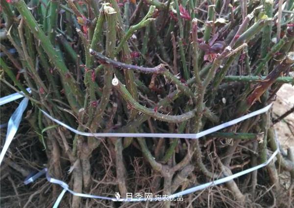 南陽(yáng)月季裸根苗批發(fā)，品種齊全(圖3)